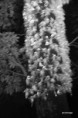 /album/lazer-game%2c-jeux-de-lumi%c3%a8re-ou-lille-3000/arbre-nocturne-jpg/
